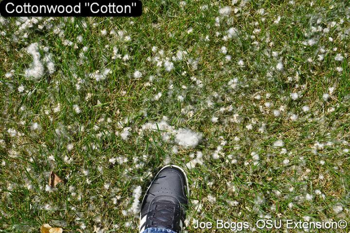 Cotton on grass